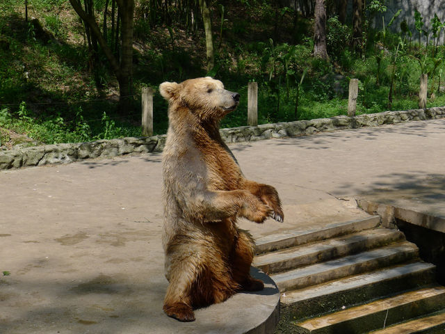 貴州第一動物王國——貴陽森林野生動物園