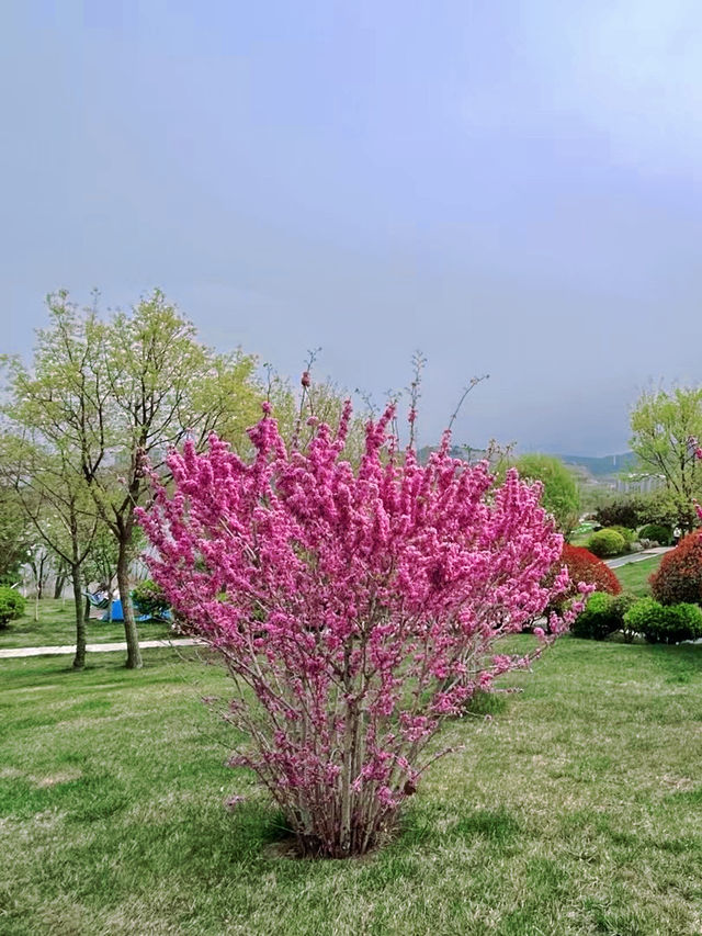 青島大珠山賞花攻略，讓你輕鬆拍出春日大片