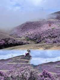 涼山的索瑪花【高山杜鵑】開了