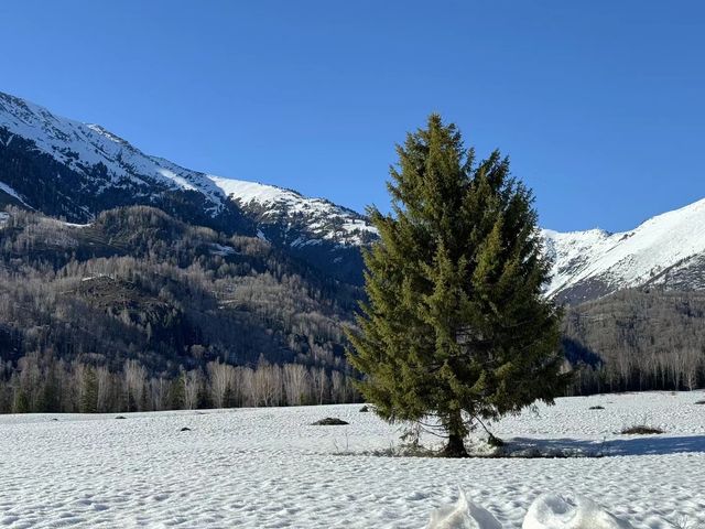 禾木與雪峰、森林、草地、藍天白雲最相襯