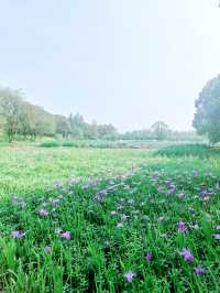 義烏植物園，草木欣然，鳶尾盛開