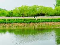 皂戶河公園：夏日清涼綠洲，一遊盡享自然魅力！