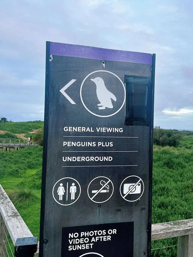 墨爾本企鹅島