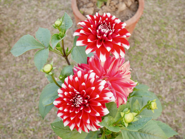 🇮🇳鹿野苑｜原來佛陀就是在這裡成佛的啊！