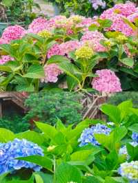 筱村公社繡球花 | 現實版愛麗絲夢幻花園