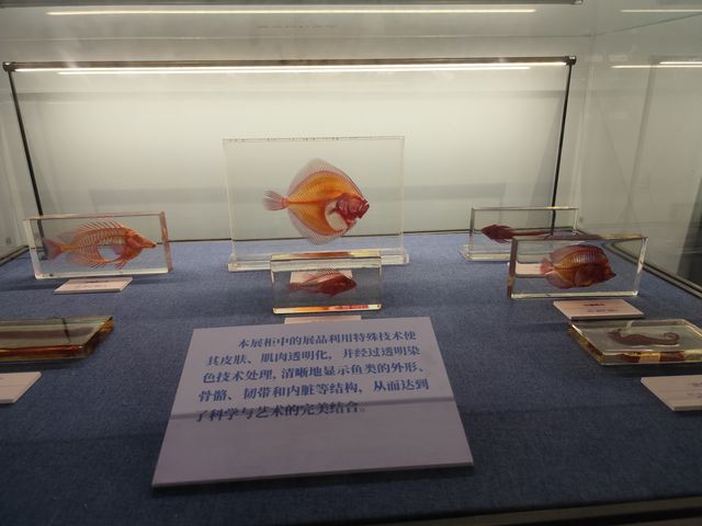 景點攻略：大連自然博物館。