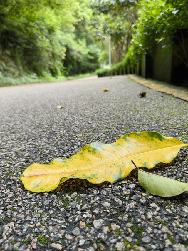 深圳平峦山公園。