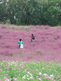 上海秋日限定濱江公園粉黛子草海賞花攻略。