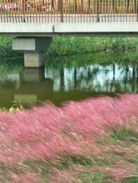上海濱江公園：粉色浪漫花海等你來。