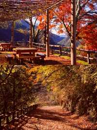 東京奧多摩紅葉‖湖畔賞秋旅遊打卡避坑攻略。