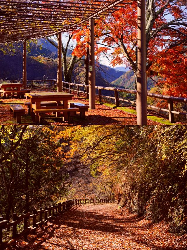東京奧多摩紅葉‖湖畔賞秋旅遊打卡避坑攻略。