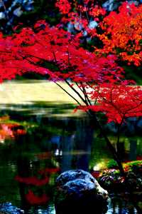 京都西芳寺。