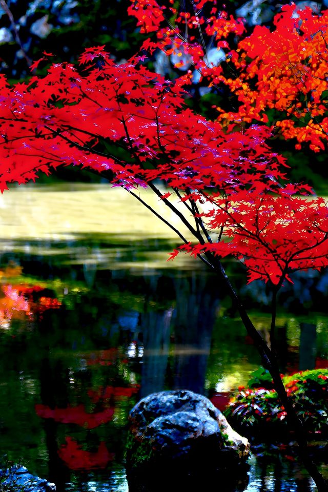 京都西芳寺。