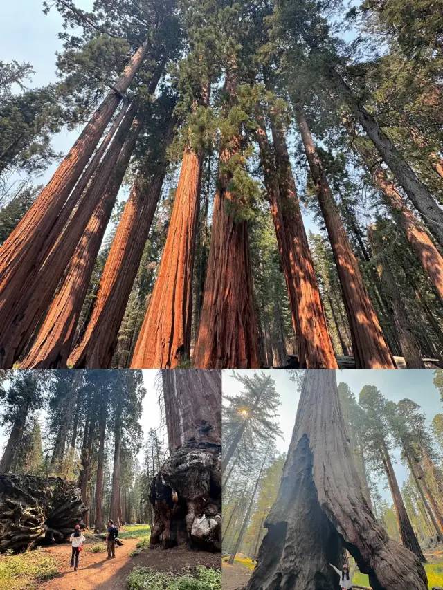 Explore Sequoia National Park and encounter natural wonders. 