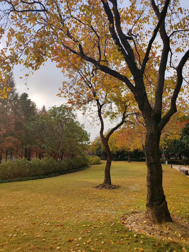 遠香湖公園此刻已是深秋！！！