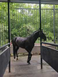 烏魯木齊‖汗血寶馬基地一定要去！