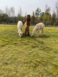 【衝啊】南陽野生動物園，零距離接觸大自然