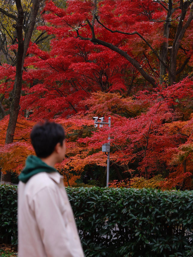 比起棲霞山，我更愛這個楓葉紅人極少的小眾旅行地