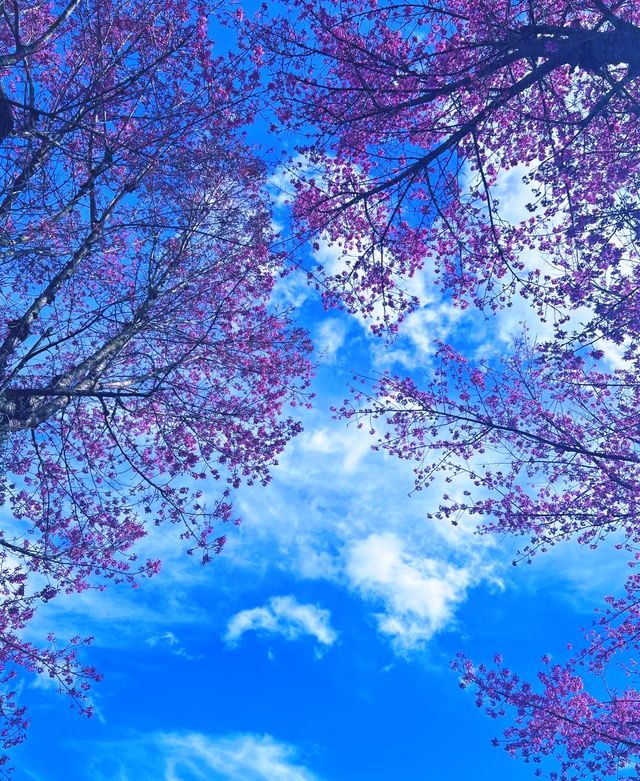 無量山櫻花谷冬日浪漫