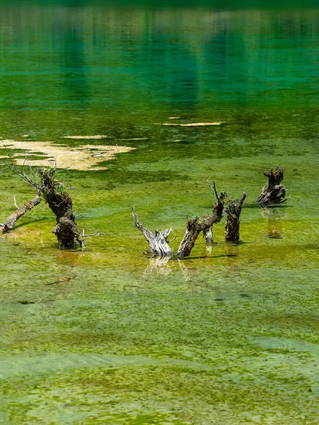 7-Day Chengdu & Dujiangyan Itinerary: The Ultimate Guide