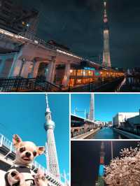 日本7日遊 冬天的浪漫之旅