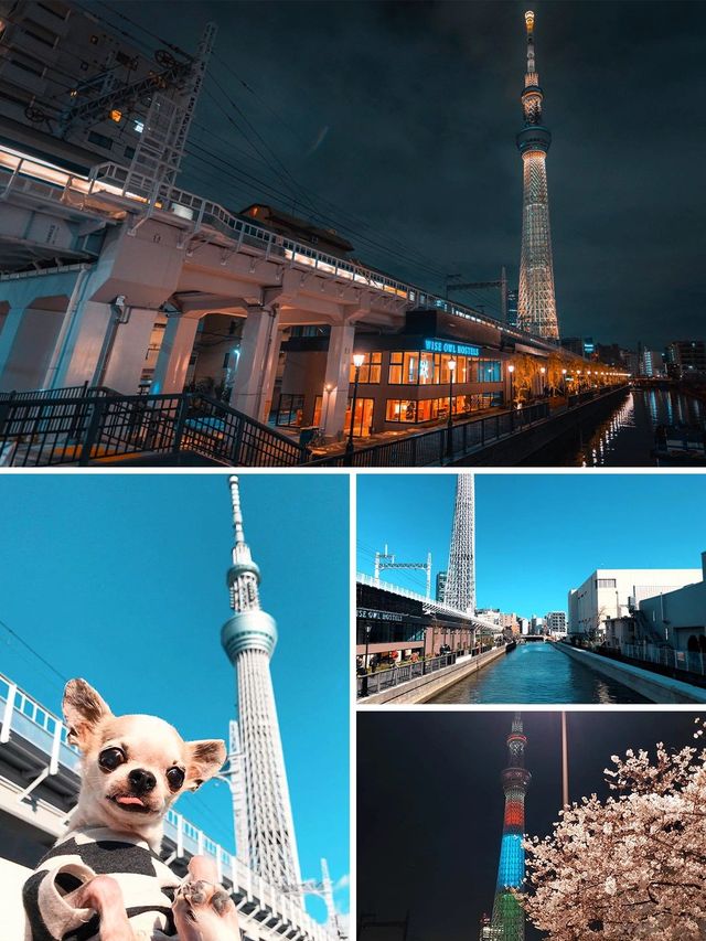 日本7日遊 冬天的浪漫之旅