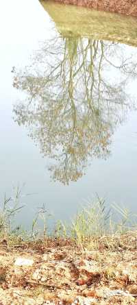 解鎖斜溪村紅樹林，感受自然的原始魅力