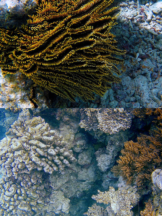 馬爾代夫艾麗亞度島潛水攻略 | 探索海底的神秘世界