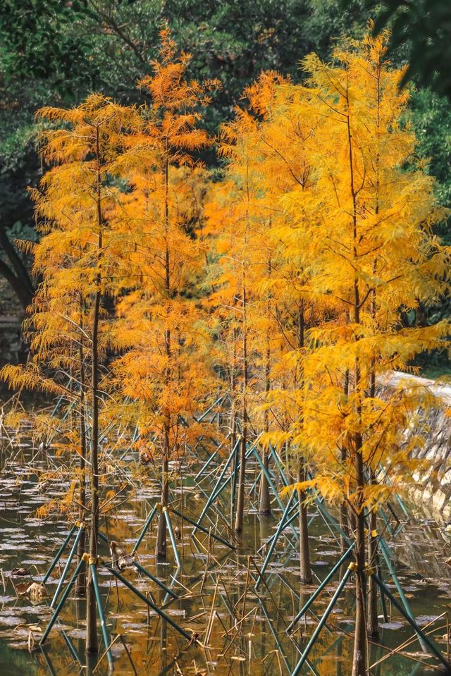 黃婆洞水庫｜鏡頭裡廣州的冬天是焦糖色的