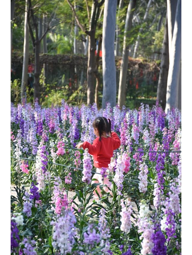 記憶中的忠綸公園花海，真的從來就沒輸過！