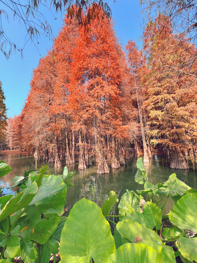 進入最佳觀賞期！落羽杉紅出了油畫治癒感