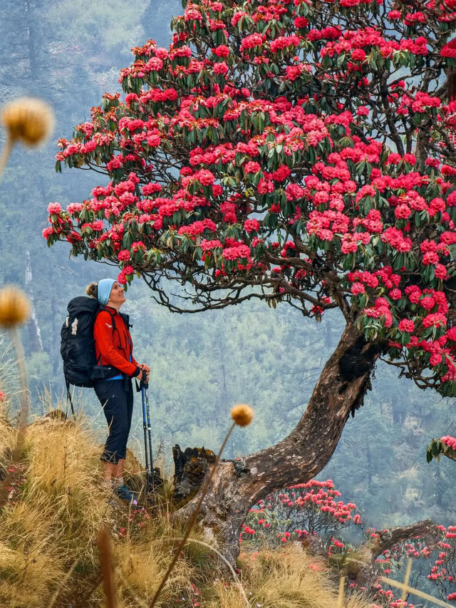 尼泊爾高山杜鵑的“硬核身份”。