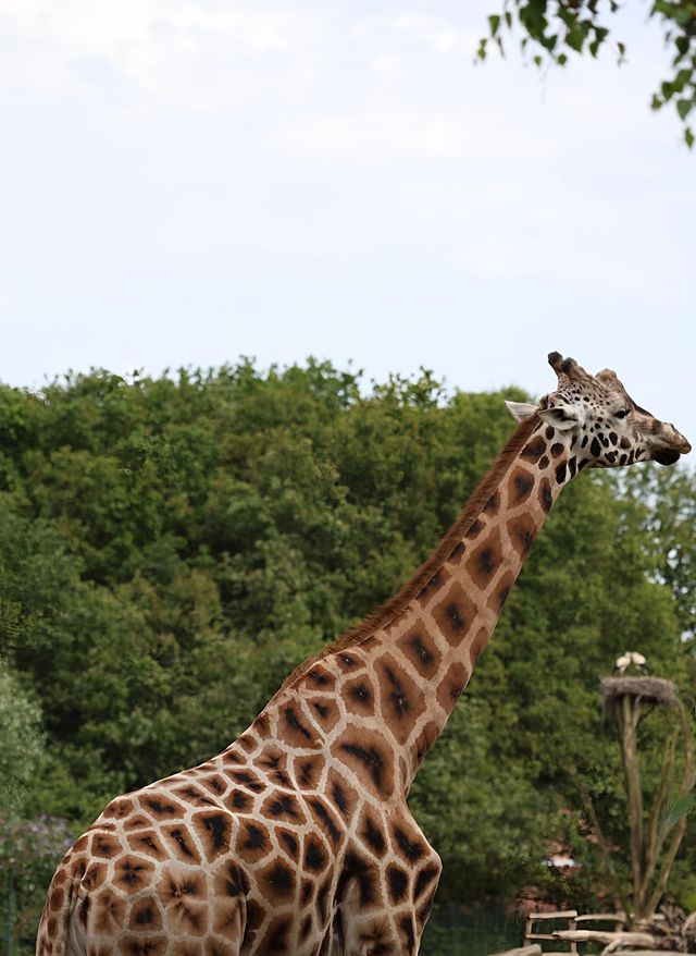 荷蘭蒂爾堡貝克塞·貝爾亨野生園｜動物王國的奇妙之旅