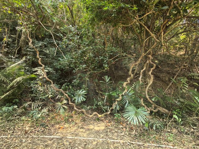 霸王嶺熱帶雨林國家公園