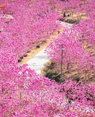 The best cherry blossom spot in Guangdong! 800 acres of pink snow!