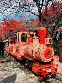 直擊《國家地理》封面級櫻花仙境!