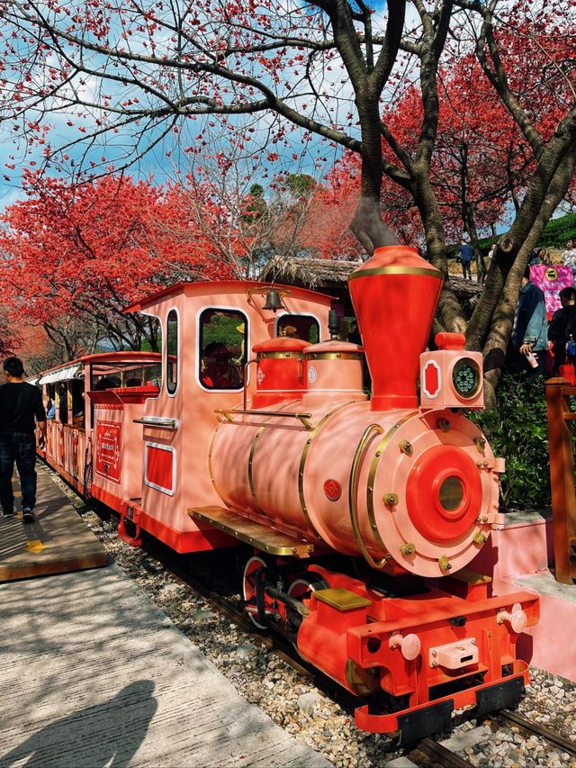 直擊《國家地理》封面級櫻花仙境! 直擊《國家地理》封面級櫻花仙境!