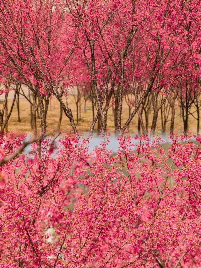 福州小眾花海境，人少景美還出片