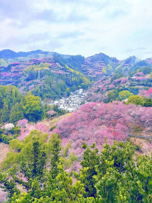 【賣花漁村】我在徽州私藏的初春仙境找到啦