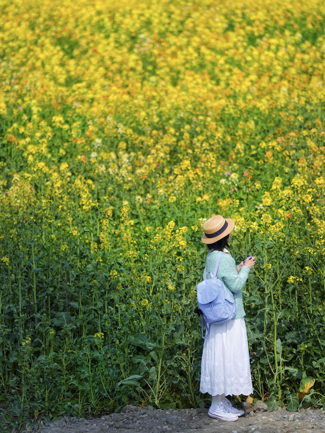 又被盛開的油菜花田擊中了