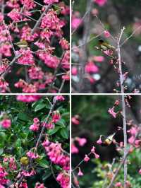 仙岳公園踏青攻略！週末帶上小夥伴一起賞花