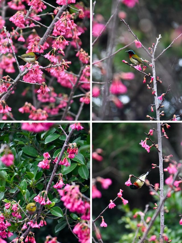仙岳公園踏青攻略！週末帶上小夥伴一起賞花