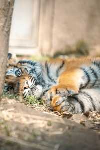動物園遊記ᵕ̈終於看到軍軍和紅糖啦 附攻略