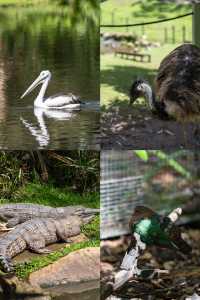 在黃金海岸的可倫賓野生動物保護區抱了樹熊餵了袋鼠
