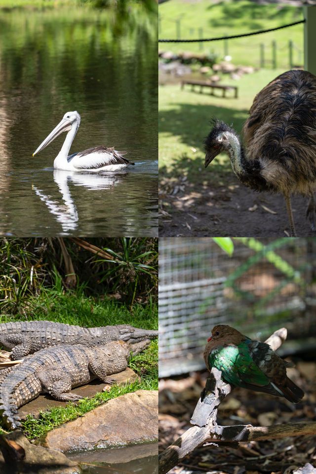 在黃金海岸的可倫賓野生動物保護區抱了樹熊餵了袋鼠