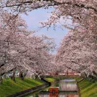 🌸名古屋旁竟藏著這等賞櫻寶地！犬山強推！