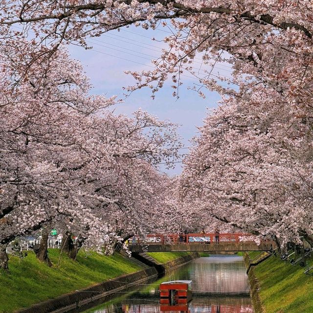 🌸名古屋旁竟藏著這等賞櫻寶地！犬山強推！