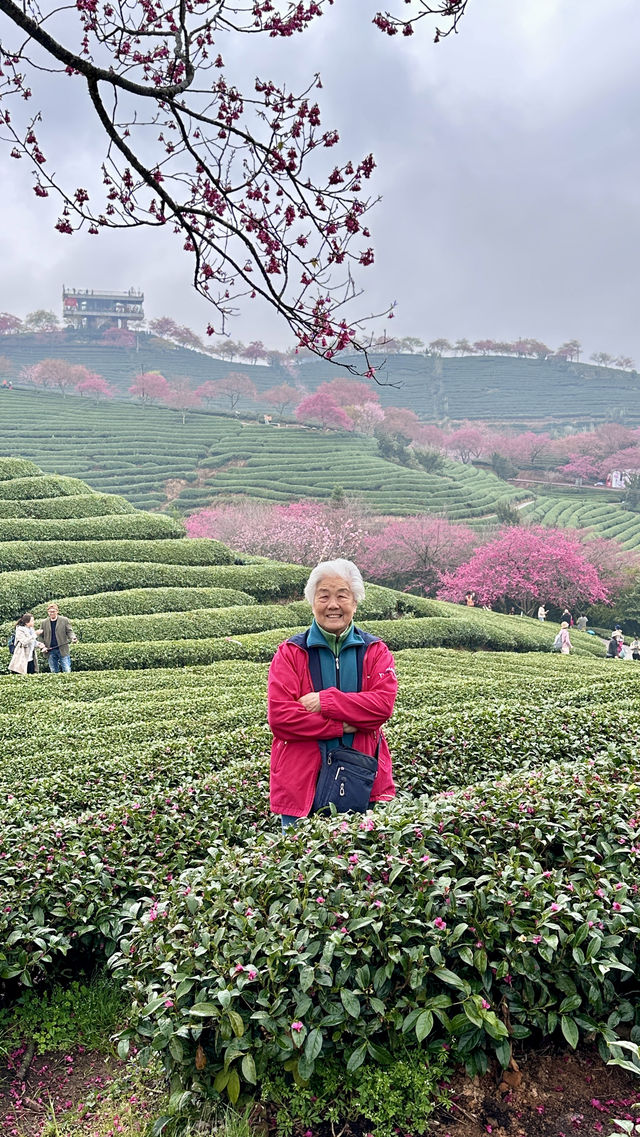 帶上86歲的老媽去福建看櫻花