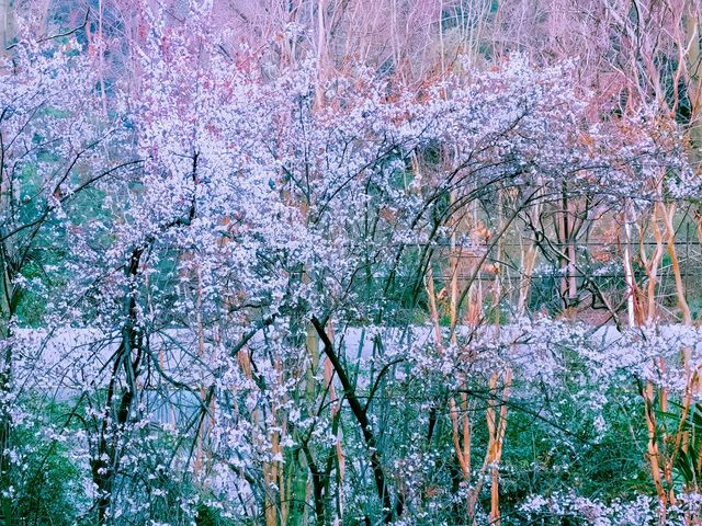 闖入現實版莫奈花園！龍塢茶鎮春日封神