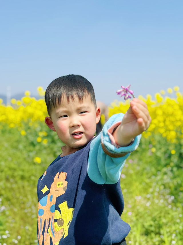 趕在週末前，為你們找到了大片的油菜花～